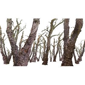 Old Forest 2 ULTRA HD